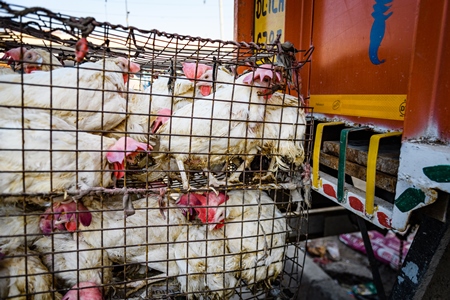 Indian broiler chickens packed tightly in cages on a motorbike at Ghazipur murga mandi, Ghazipur, Delhi, India, 2022