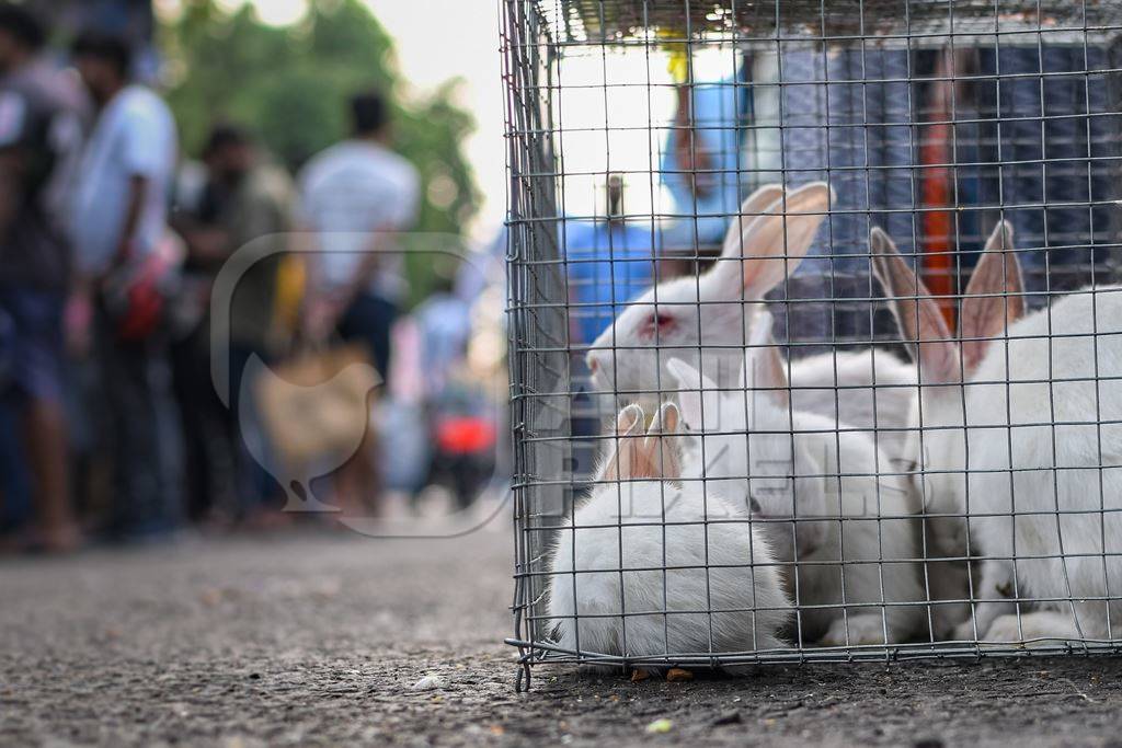 Baby white rabbits in cages on sale as pets at Galiff Street pet market, Kolkata, India, 2022