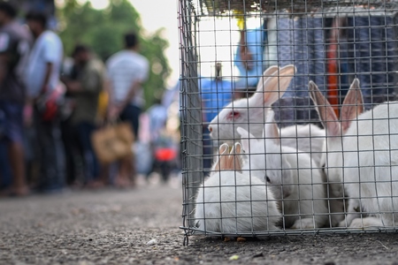 Baby white rabbits in cages on sale as pets at Galiff Street pet market, Kolkata, India, 2022