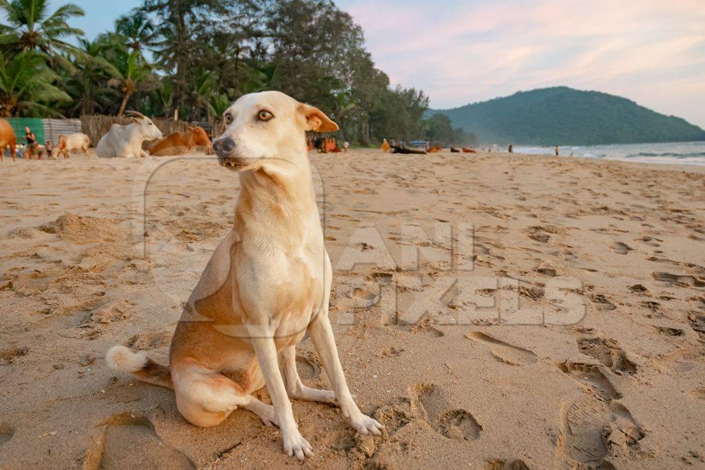 Beach dog on sandy beach in Goa also stray dog or street dog