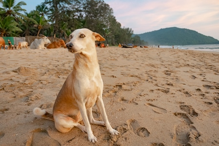 Beach dog on sandy beach in Goa also stray dog or street dog