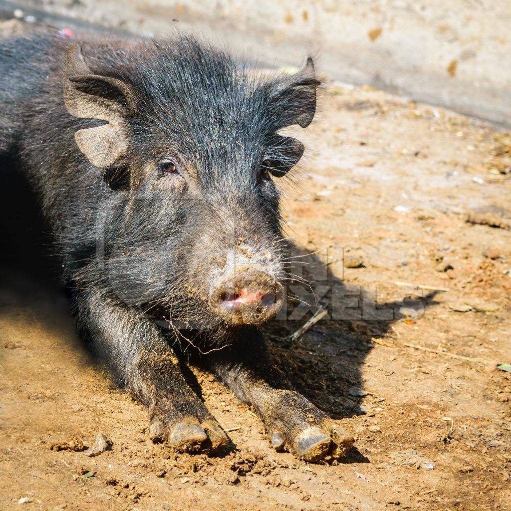 Black feral pigs in dirty muddy street in city