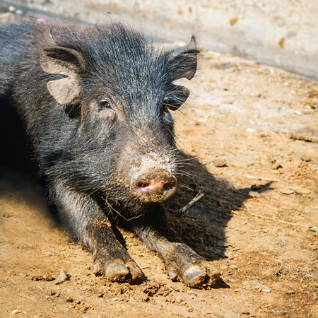 Black feral pigs in dirty muddy street in city