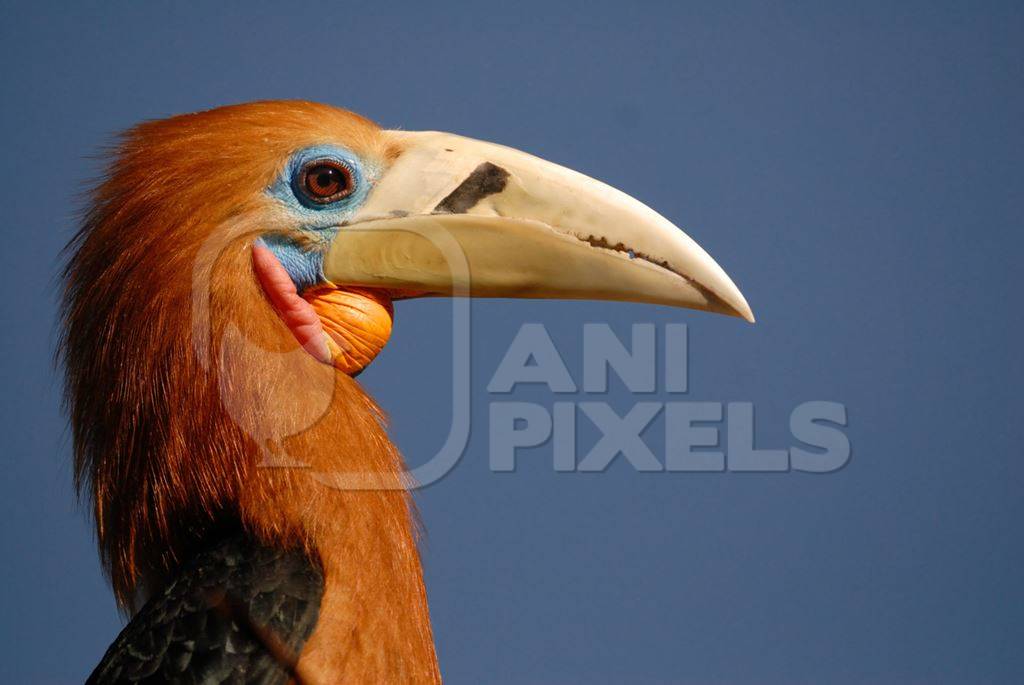 Rufous-necked Hornbill against blue sky