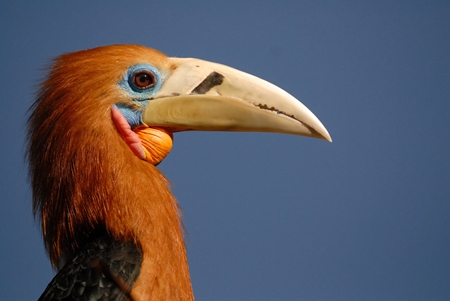 Rufous-necked Hornbill against blue sky