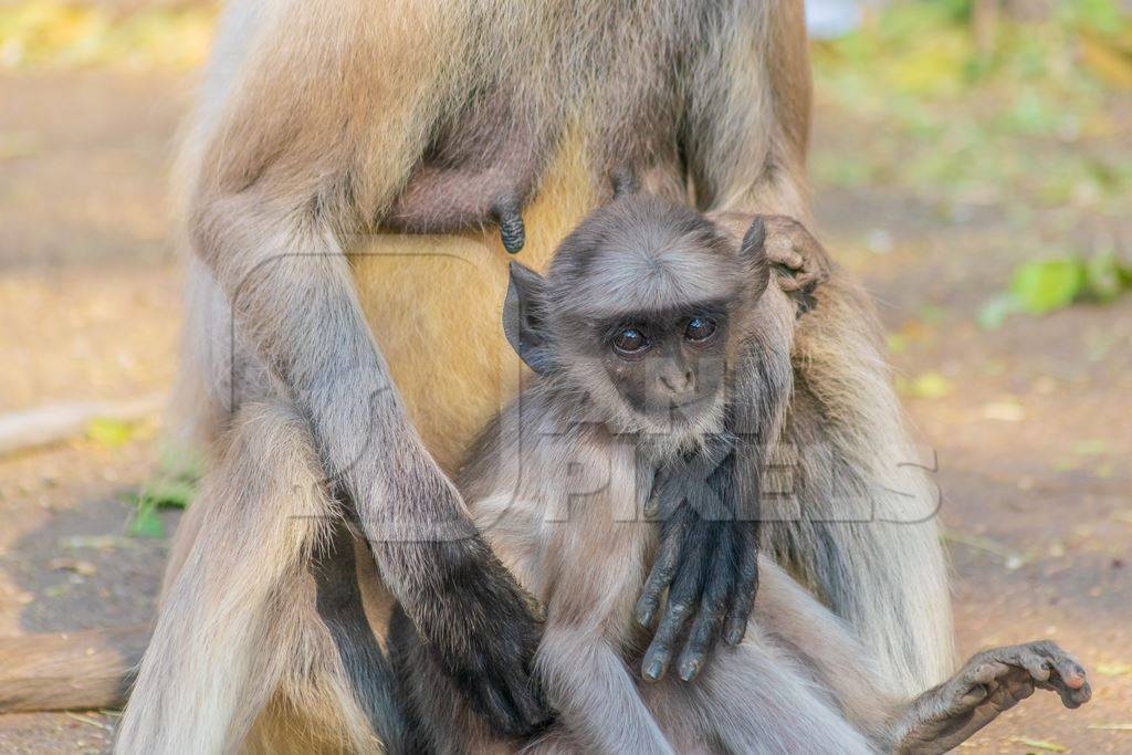 Indian gray or hanuman langur monkey mother with small cute baby langur in Mandore Gardens in the city of Jodhpur in Rajasthan in India