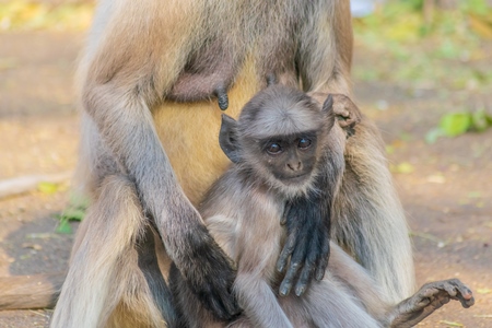 Indian gray or hanuman langur monkey mother with small cute baby langur in Mandore Gardens in the city of Jodhpur in Rajasthan in India