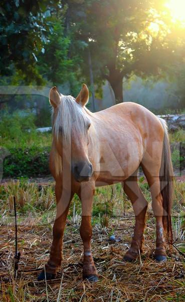 Beautiful brown pony tied in a field with sunlight in background