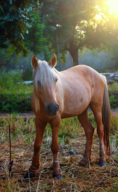 Beautiful brown pony tied in a field with sunlight in background