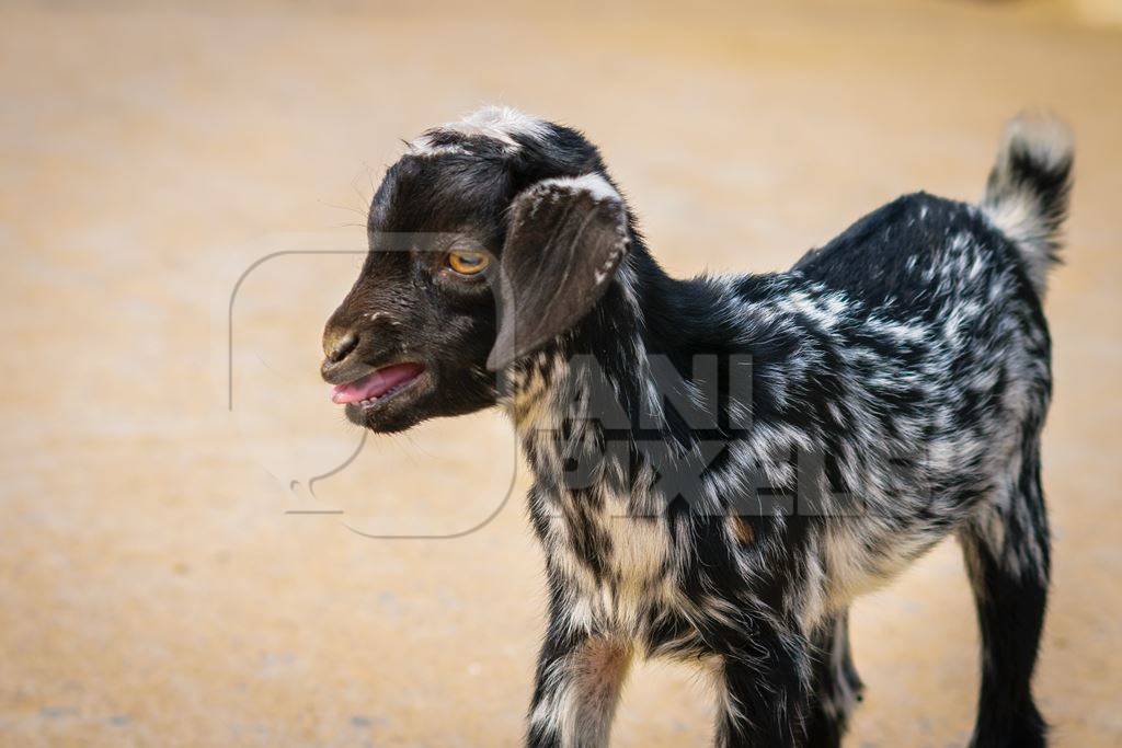 Small cute black and white baby goat