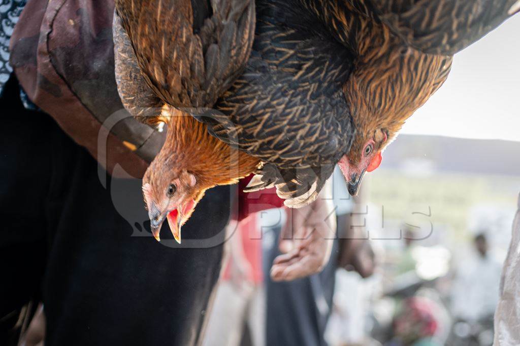 Indian chickens tied together and carried upside down for sale at Wagholi bird market, Pune, Maharashtra, India, 2024