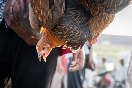 Indian chickens tied together and carried upside down for sale at Wagholi bird market, Pune, Maharashtra, India, 2024