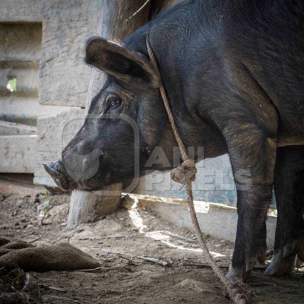 Pig in pig pen on rural farm in Manipur