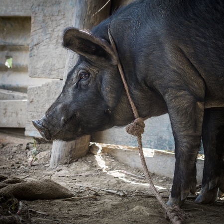 Pig in pig pen on rural farm in Manipur