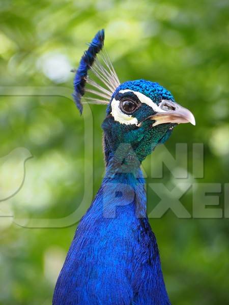 Close up of head of blue peacock with green background