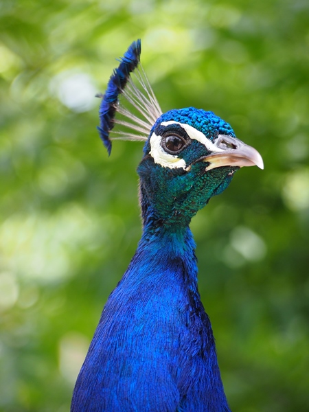 Close up of head of blue peacock with green background