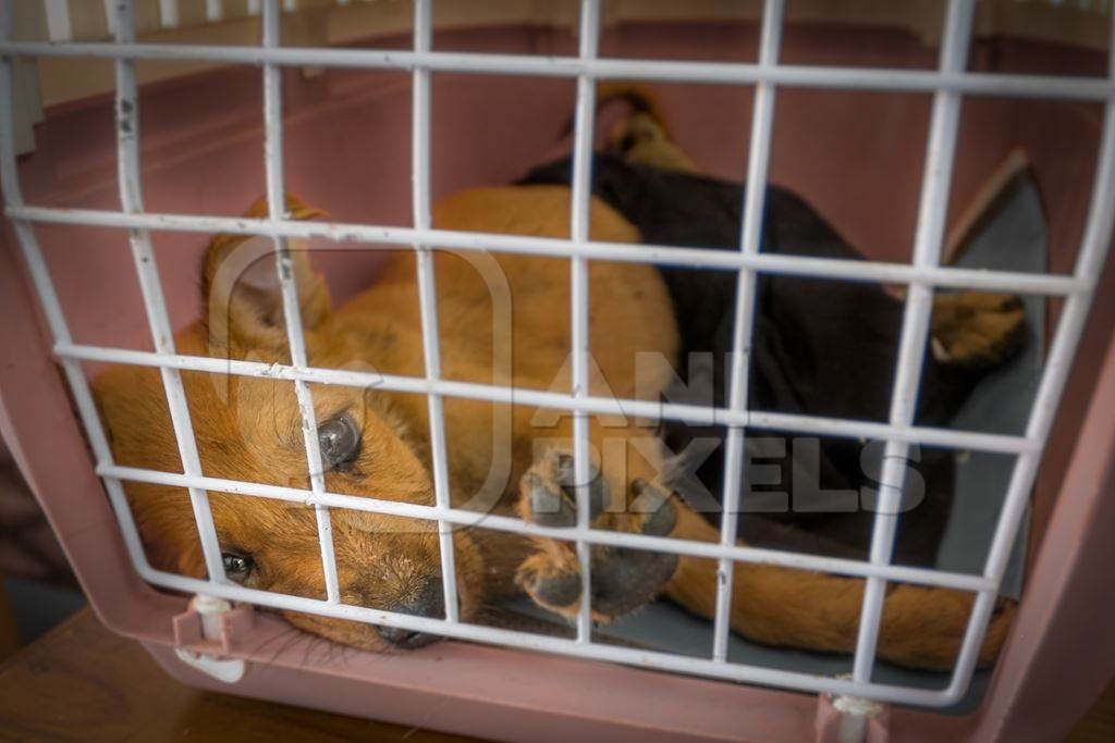 Rescued sick or ill Indian stray or street puppy in pet carrier receiving veterinary care, India