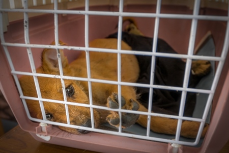 Rescued sick or ill Indian stray or street puppy in pet carrier receiving veterinary care, India