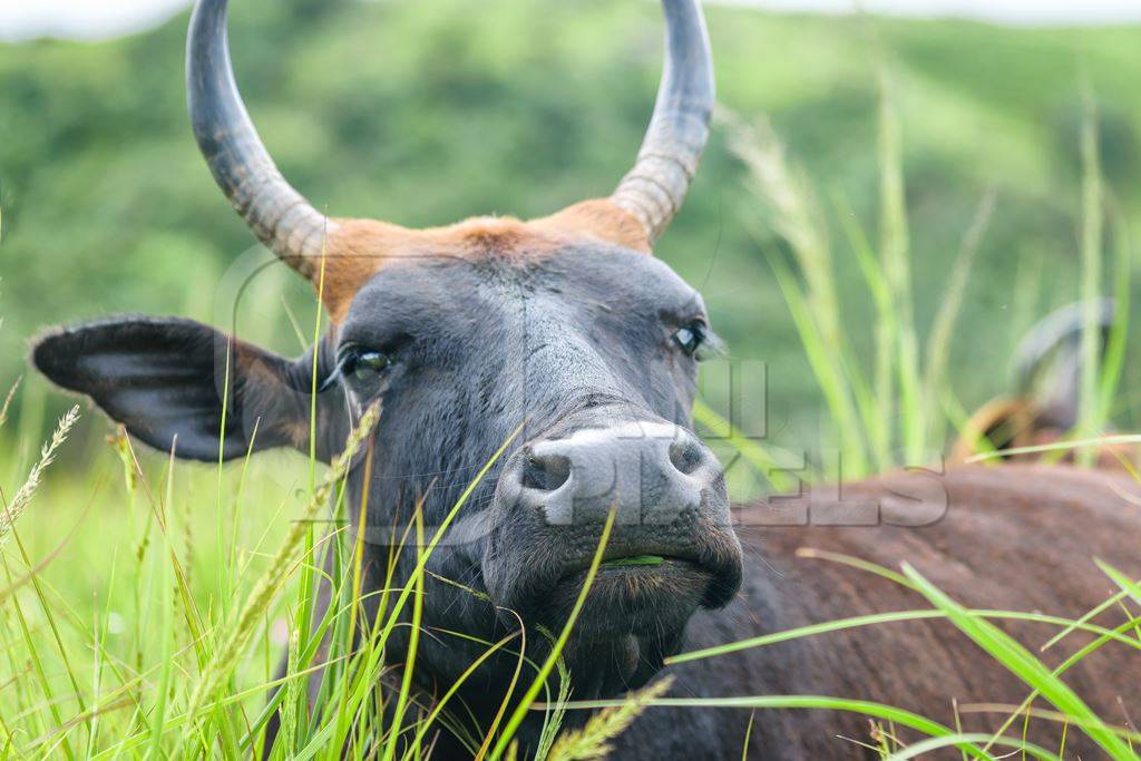 Large black cow or bull with big horns lying in the green grass in a field in a rural village