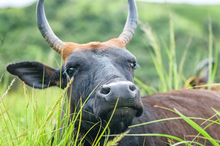 Large black cow or bull with big horns lying in the green grass in a field in a rural village