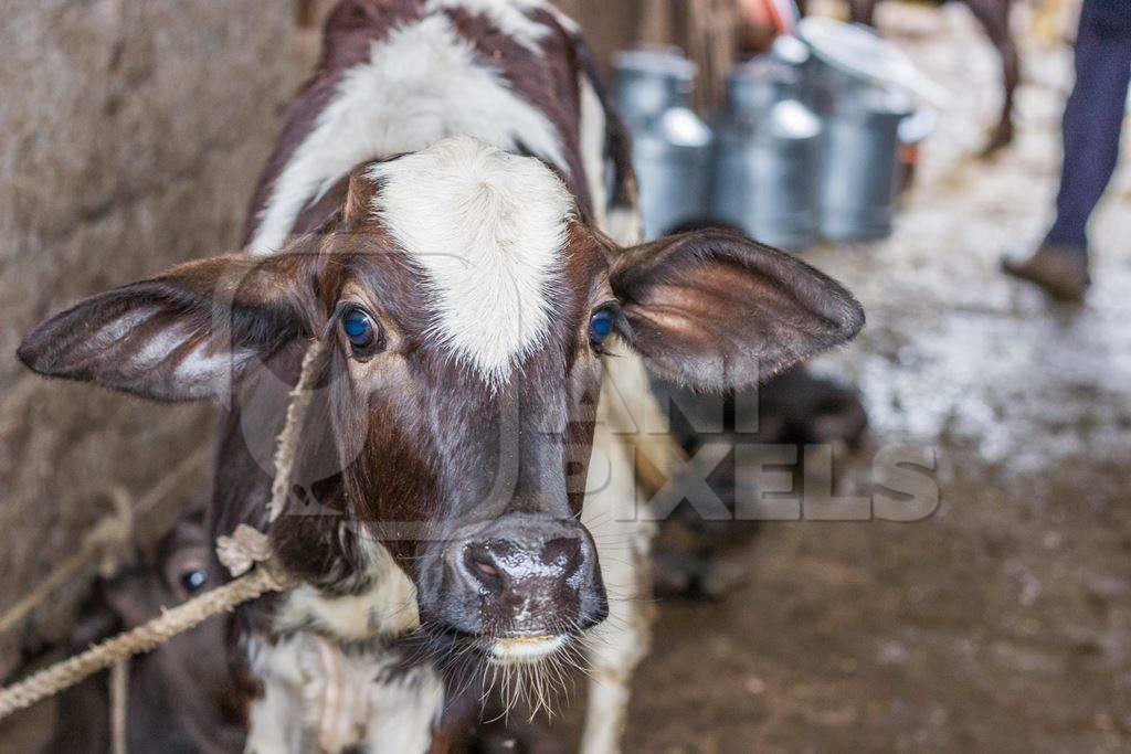 Dairy calf tied up in an urban dairy in Maharashtra