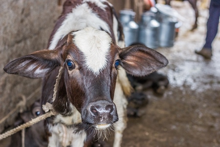 Dairy calf tied up in an urban dairy in Maharashtra