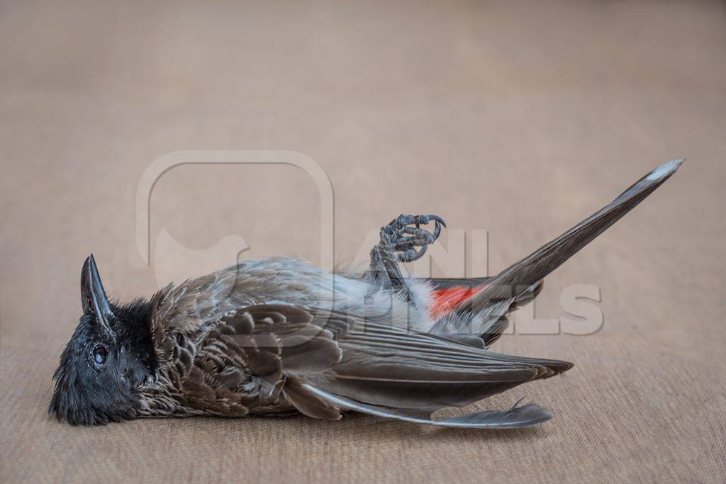 Indian bulbul bird dead from heat or dehydration or thirst in hot Indian summer