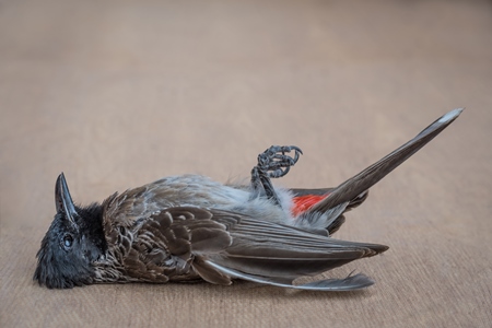 Indian bulbul bird dead from heat or dehydration or thirst in hot Indian summer