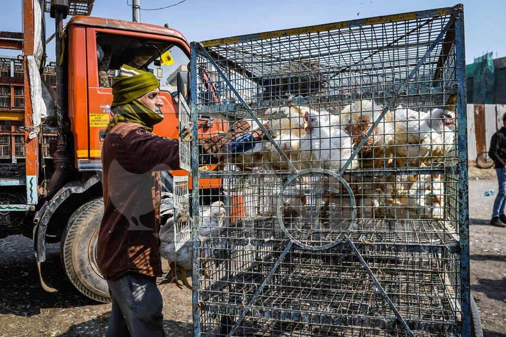 Indian broiler chickens being loaded onto a tricycle chicken cart at Ghazipur murga mandi, Ghazipur, Delhi, India, 2022