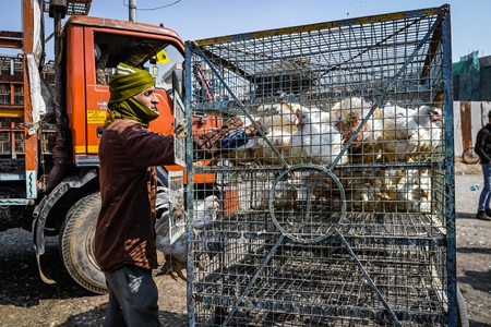 Indian broiler chickens being loaded onto a tricycle chicken cart at Ghazipur murga mandi, Ghazipur, Delhi, India, 2022