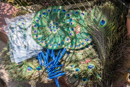 Sellers with green peacock feather fans on sale in street
