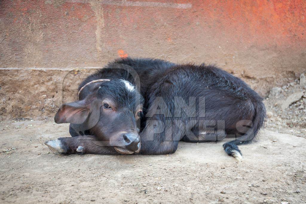 Small sad looking buffalo calf in a rural dairy in Maharashtra