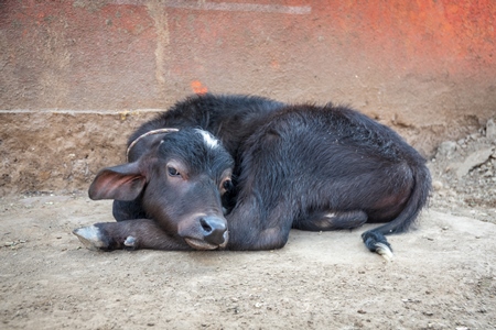 Small sad looking buffalo calf in a rural dairy in Maharashtra