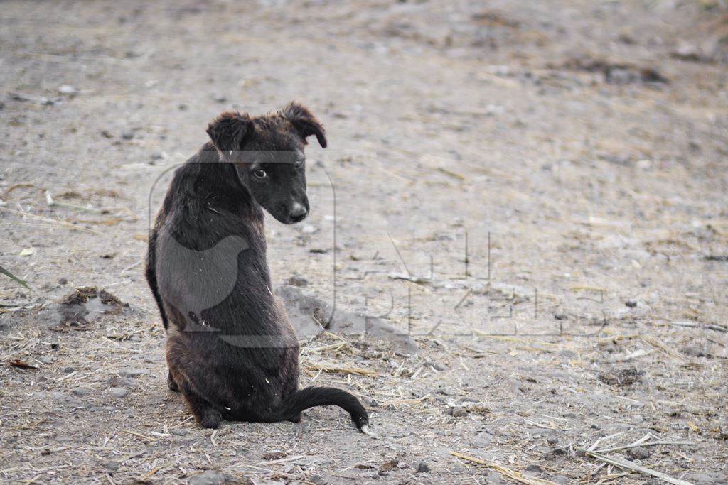 Sad or lonely Indian street puppy dogs or stray pariah puppy, Mumbai, India, 2022