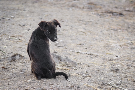 Sad or lonely Indian street puppy dogs or stray pariah puppy, Mumbai, India, 2022