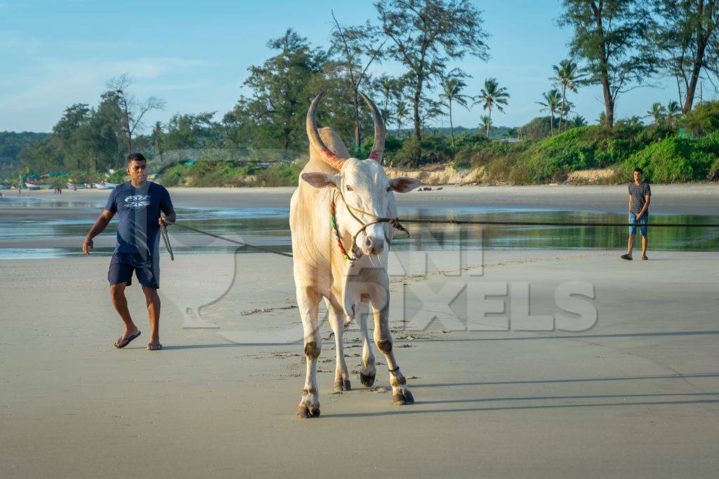 Large bullock or bull on the beach with two men in Goa, India