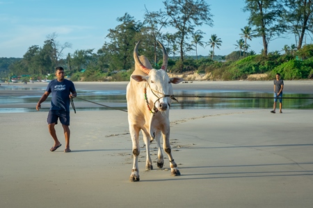 Large bullock or bull on the beach with two men in Goa, India