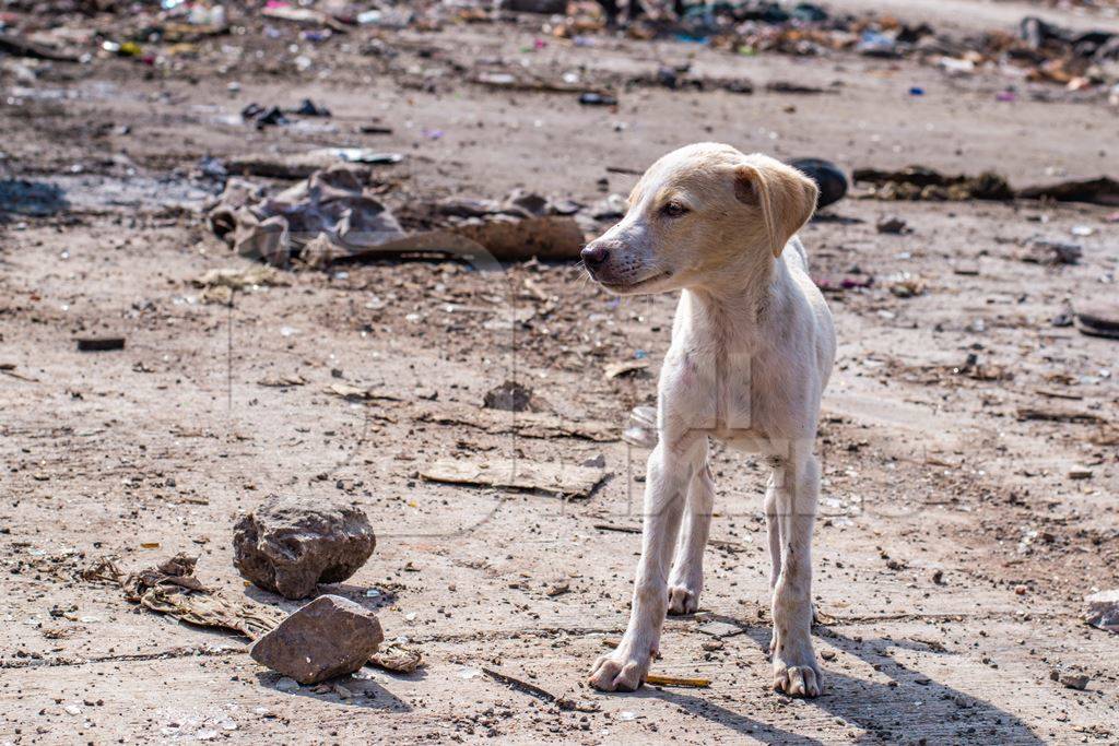 Indian street or stray puppy dog in a slum area in an urban city in Maharashtra in India