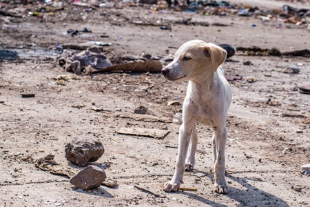 Indian street or stray puppy dog in a slum area in an urban city in Maharashtra in India