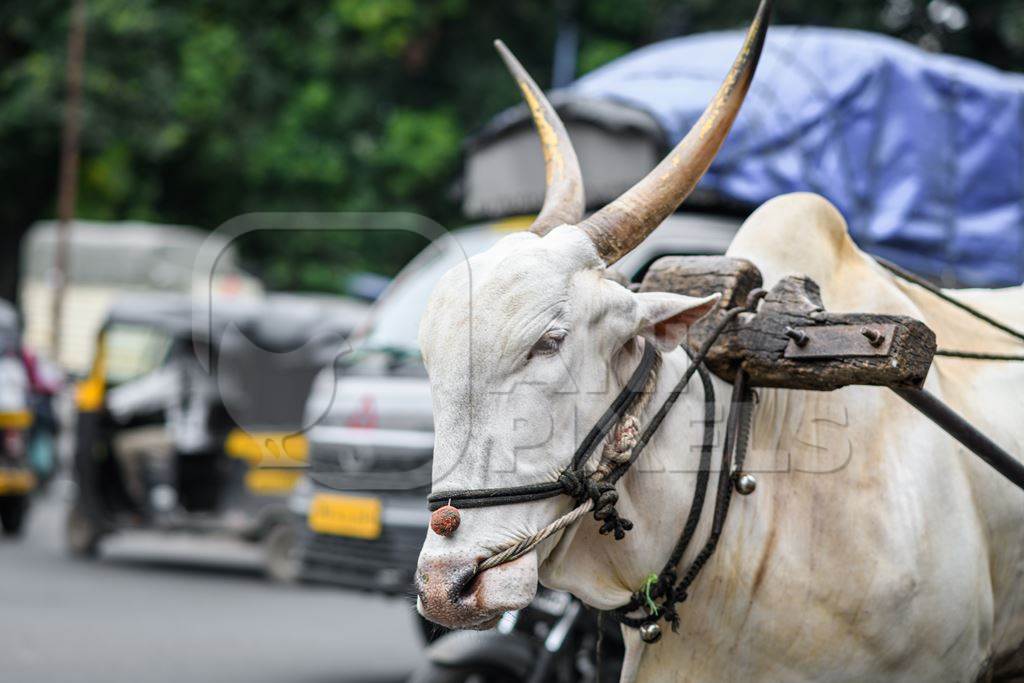 Working Indian bullock pulling cart on busy road, Pune, Maharashtra, India, 2023