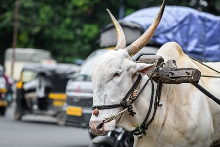 Working Indian bullock pulling cart on busy road, Pune, Maharashtra, India, 2023