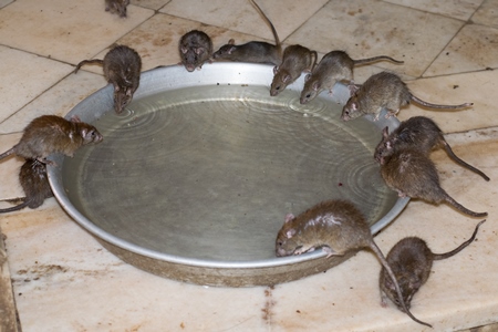 A group of brown rats drinking at a water bowl at the Karni Mata holy rat temple