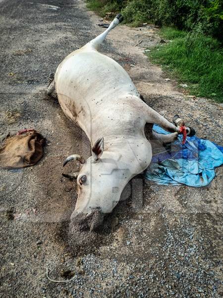 Dead Indian cow or bullock at the side of the road, the Kona Expressway, Kolkata, India, 2022