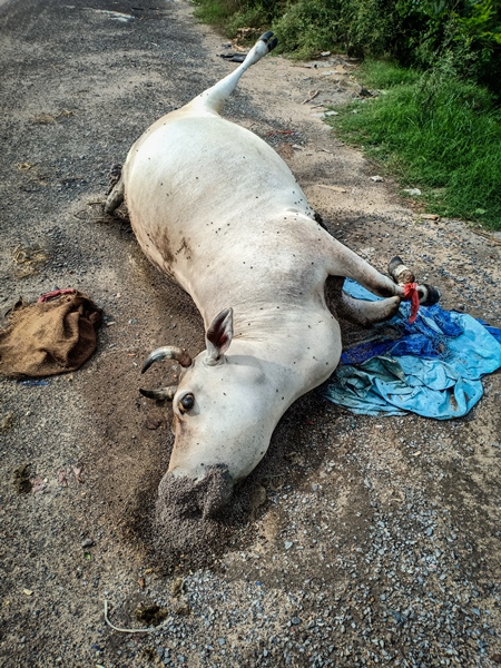 Dead Indian cow or bullock at the side of the road, the Kona Expressway, Kolkata, India, 2022