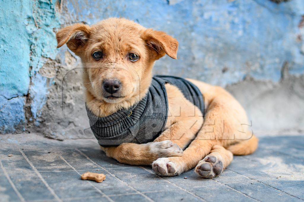 Small Indian street dog or stray pariah dog puppy on street with blue wall background, Jodhpur, India, 2022