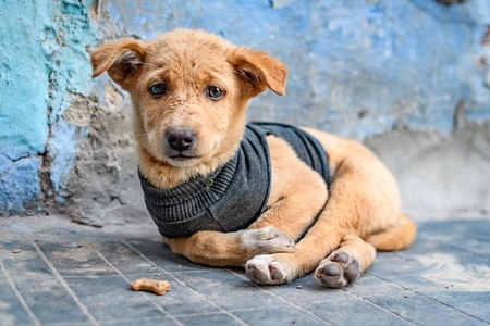Small Indian street dog or stray pariah dog puppy on street with blue wall background, Jodhpur, India, 2022