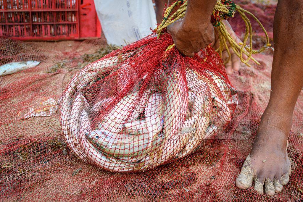 Fisherman with red net full of Indian fish on beach in Maharashtra, India, 2022