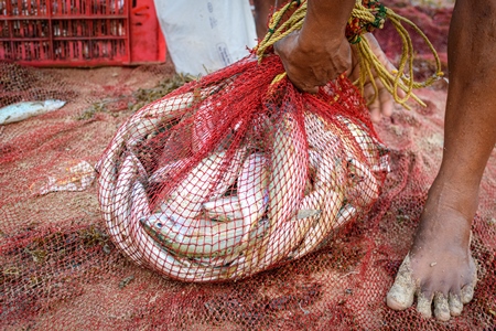 Fisherman with red net full of Indian fish on beach in Maharashtra, India, 2022