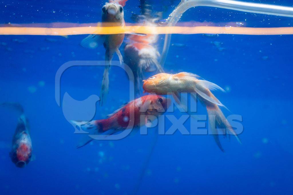 Dead goldfish floating in a tank at an underwater fish tunnel expo aquarium in Pune, Maharashtra, India, 2024