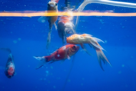 Dead goldfish floating in a tank at an underwater fish tunnel expo aquarium in Pune, Maharashtra, India, 2024